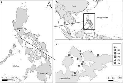 Stable isotopes elucidate body-size and seasonal fluctuations in the feeding strategies of planktivorous fishes across a semi-enclosed tropical embayment